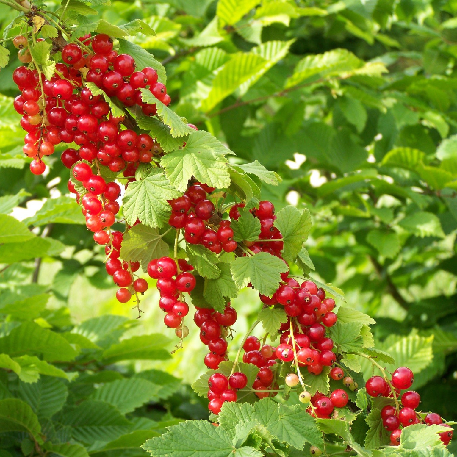 Ribes rubrum Junifer - Rote Johannisbeere ‘Junifer’ - Johannisbeeren