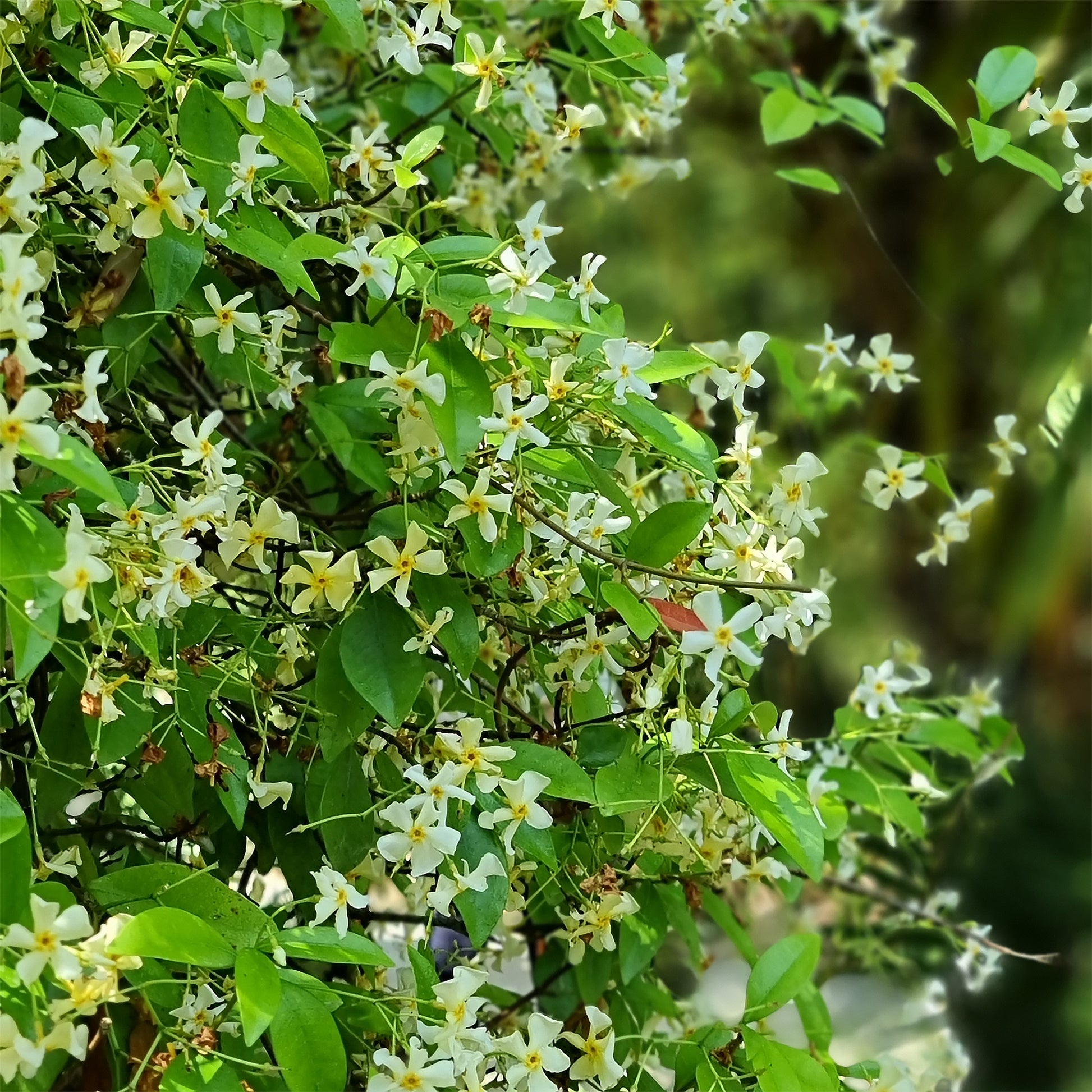 Trachelospermum asiaticum - Gelber Sternjasmin - Sternjasmin - Trachelospermum