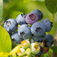Heidelbeere ‘Berkeley’ - Vaccinium corymbosum Berkeley - Bakker