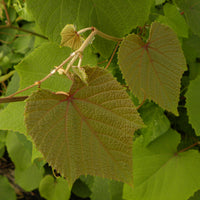 Zierwein ‚Sunningdale‘ - Bakker
