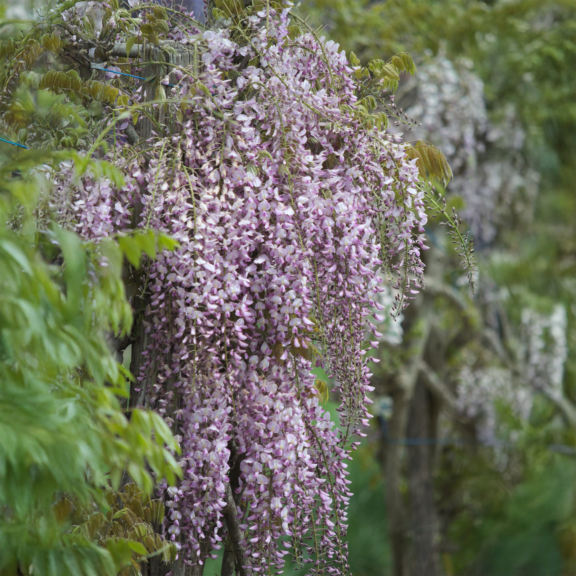 Japanischer Blauregen ‘Pink Ice’ - Wisteria floribunda Pink ice - Bakker