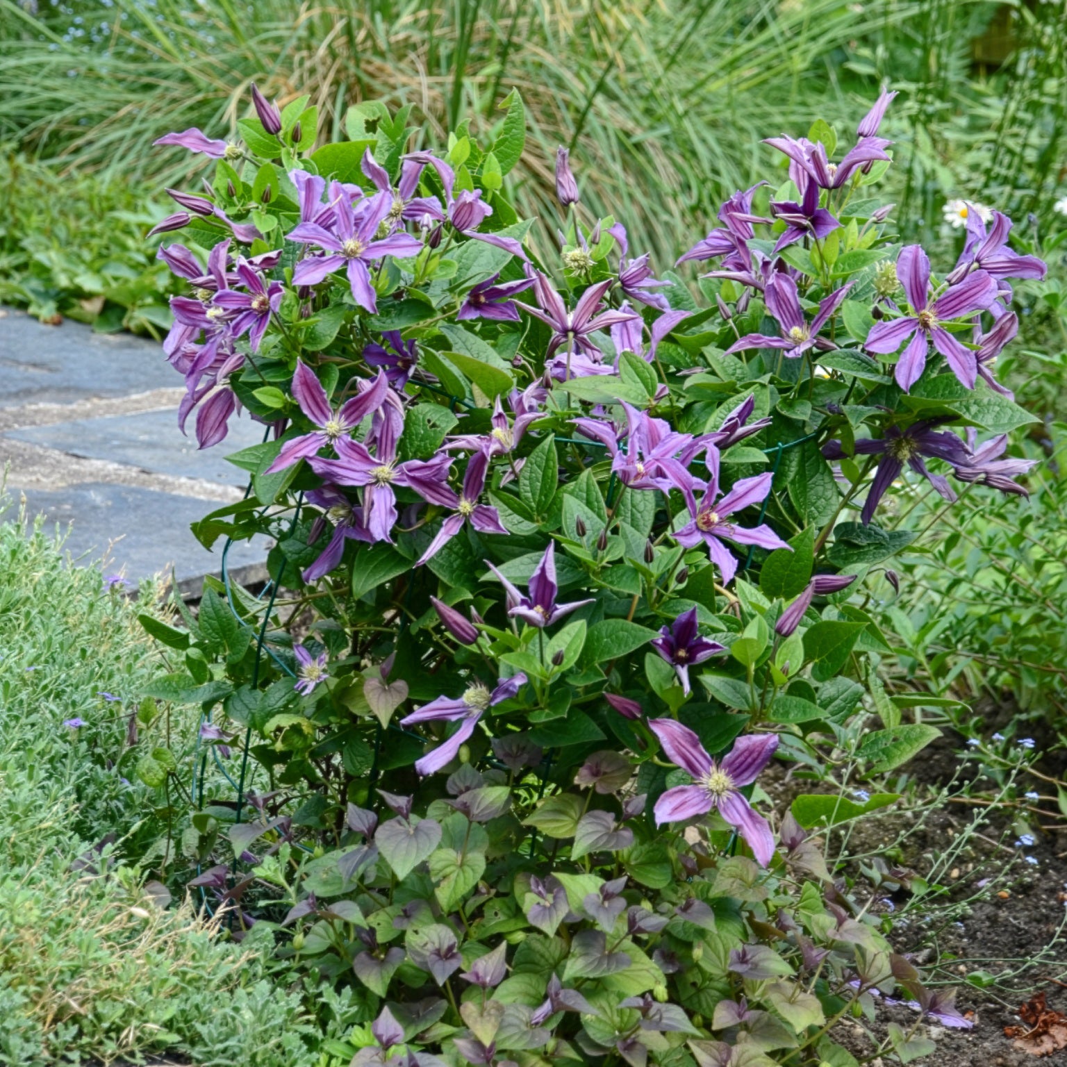 Clematis integrifolia Saphyra® Estrella - Waldrebe Saphyra® Estrella - Clematis