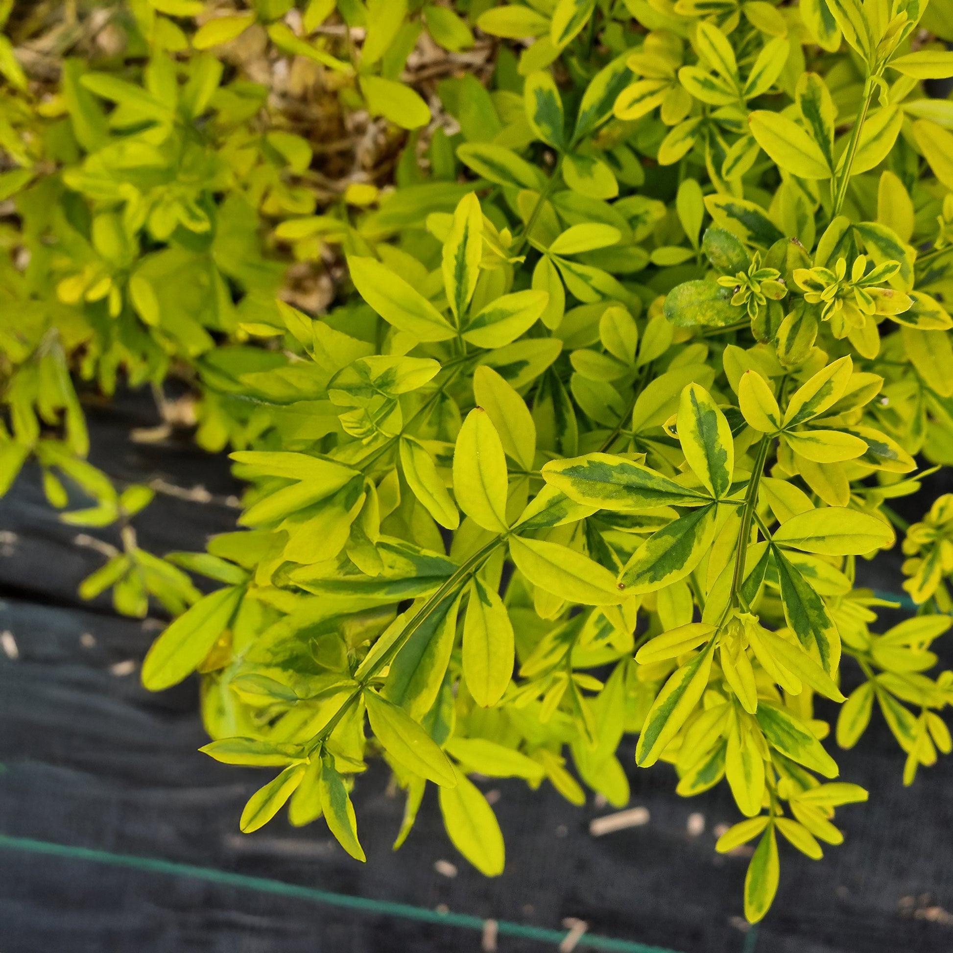 Primeljasmin Gold Touch - Jasminum mesnyi Gold Touch - Bakker