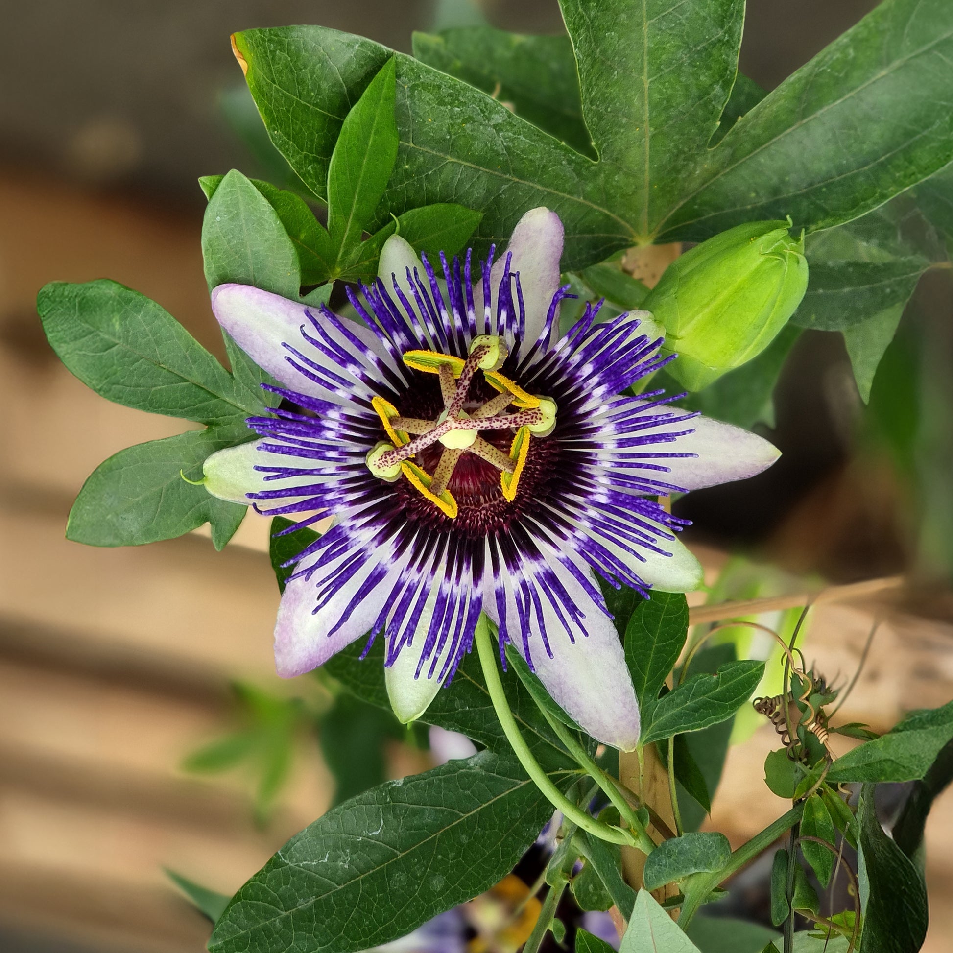 Passiflora Damsel's Delight® - große Passionsblume Damsels Delight® - Passionsblume