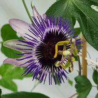 große Passionsblume Damsels Delight® - Passiflora Damsel's Delight® - Bakker