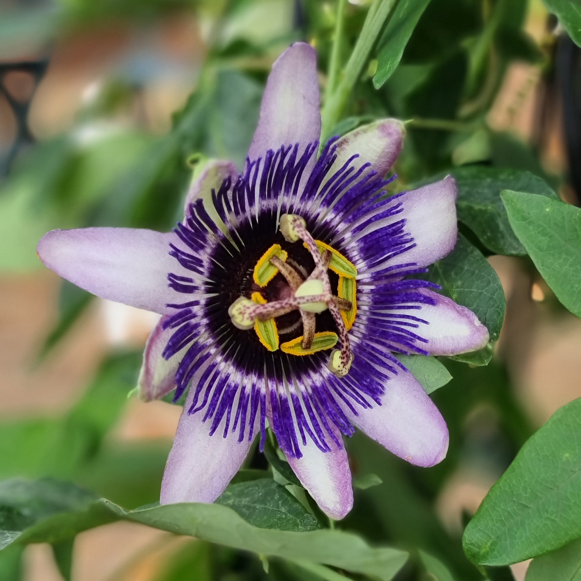 große Passionsblume Damsels Delight® - Bakker