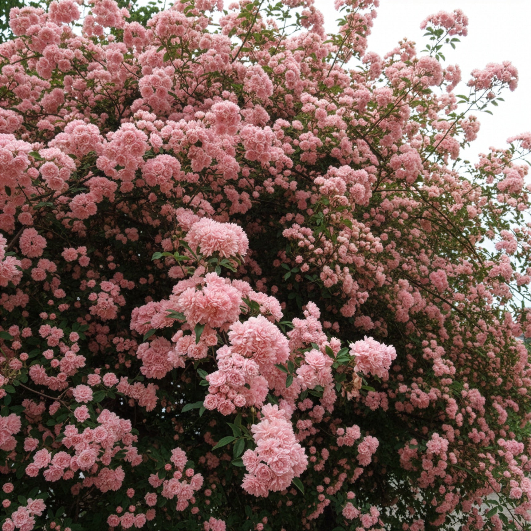 Banks Rose Rosea - Bakker