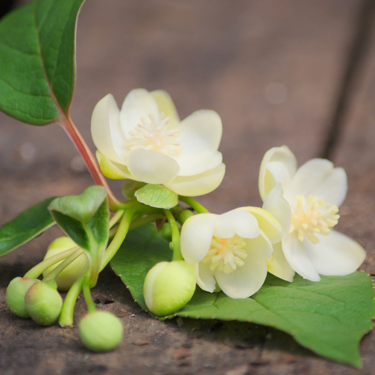 Schisandra grandiflora - Rotblühendes Spaltkörbchen - Blühende Kletterpflanzen