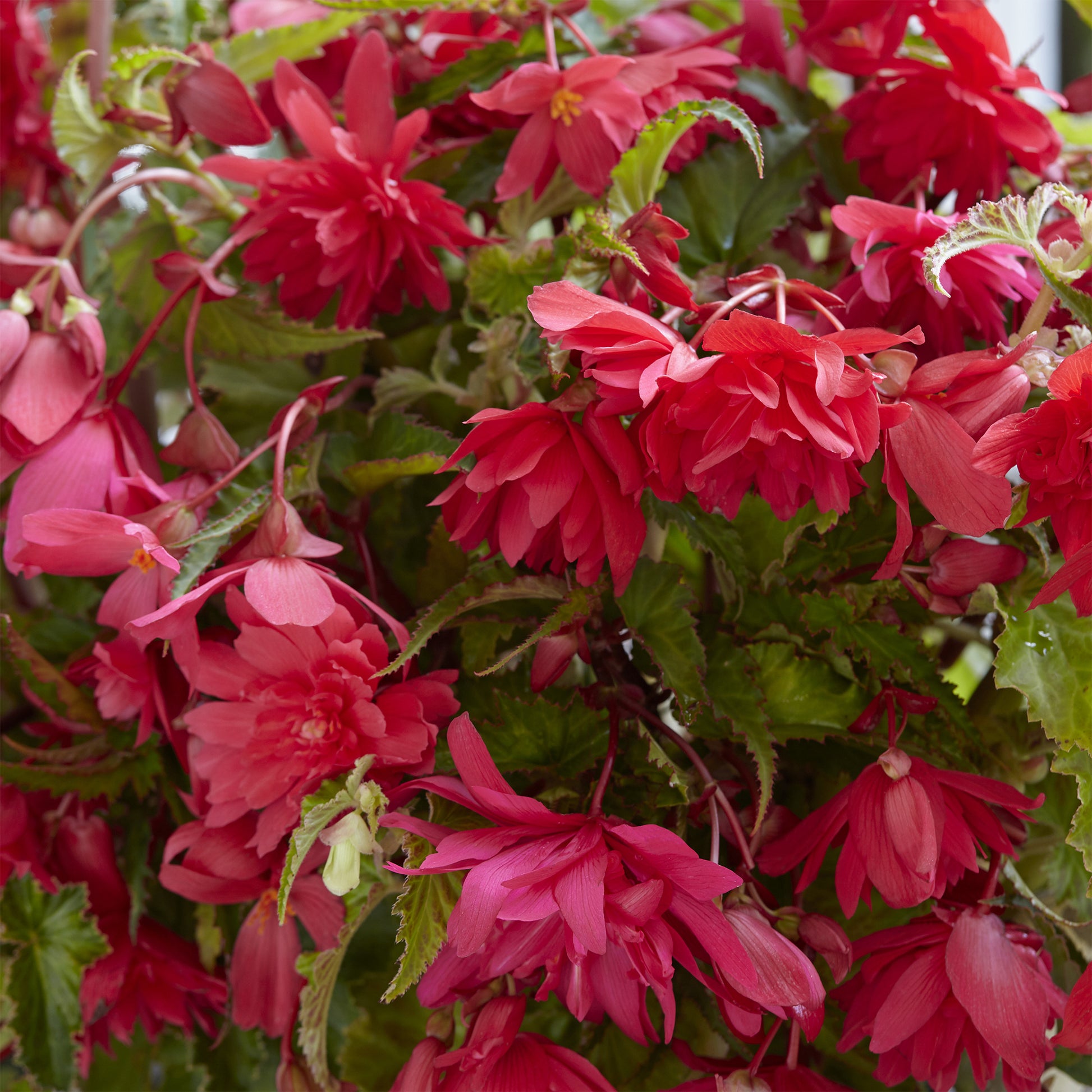 Hänge-Begonie rosa (x5) - Begonia pendula Pink - Bakker
