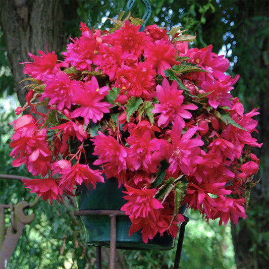 Hänge-Begonie rosa (x5) - Bakker