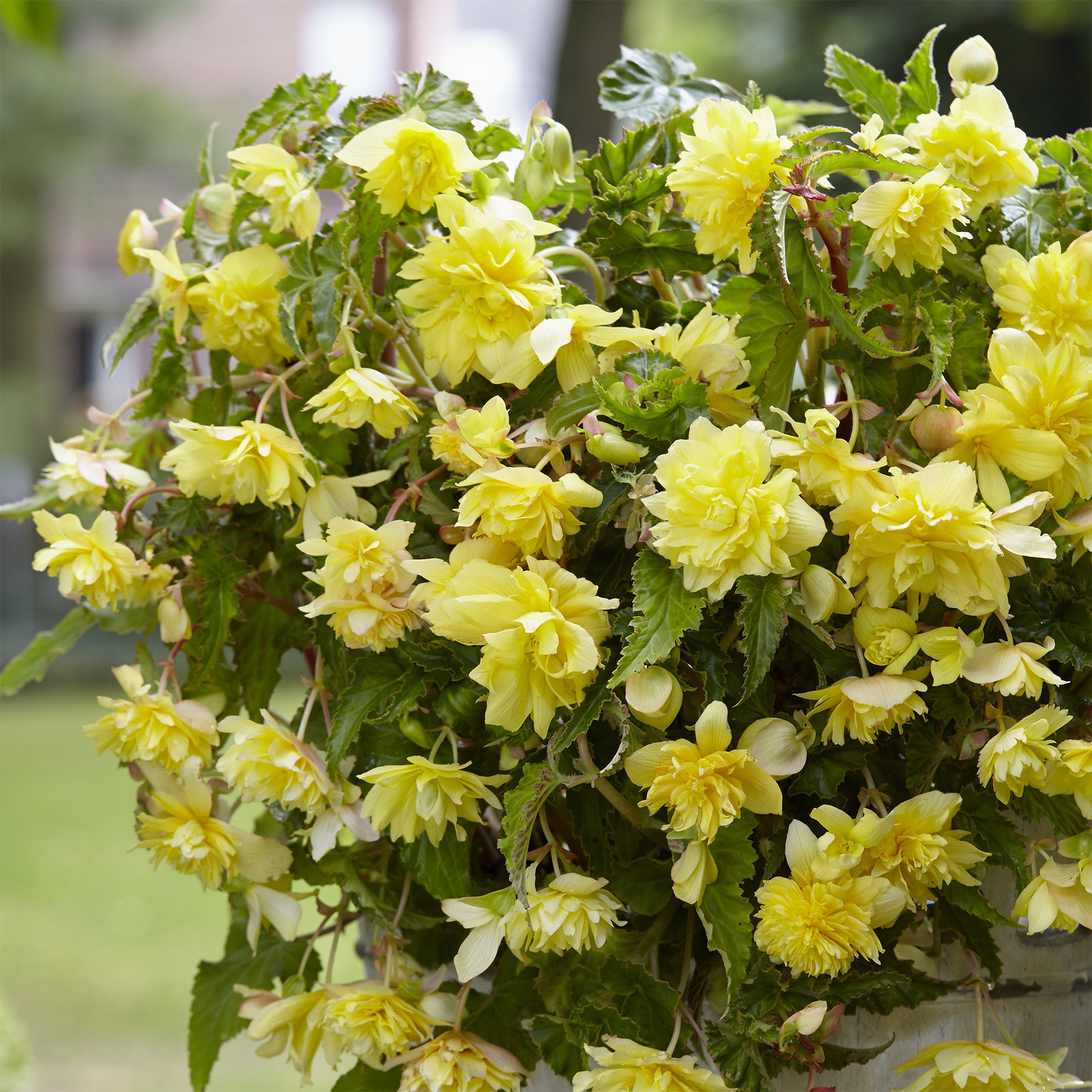 Hänge-Begonie gelb (x5) - Begonia pendula Yellow - Bakker