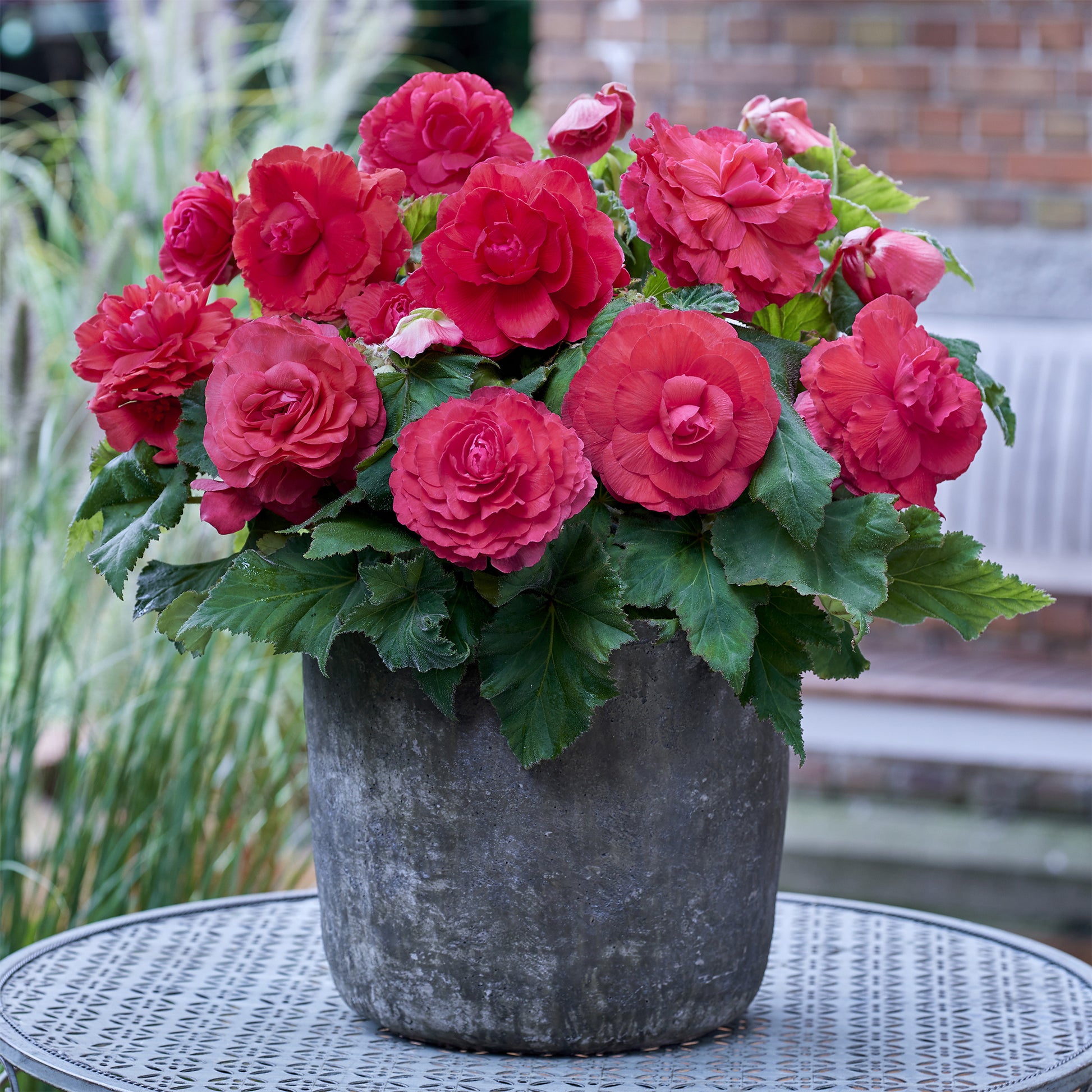 Gefüllte Begonie rosa (x5) - Begonia superba Pink - Bakker