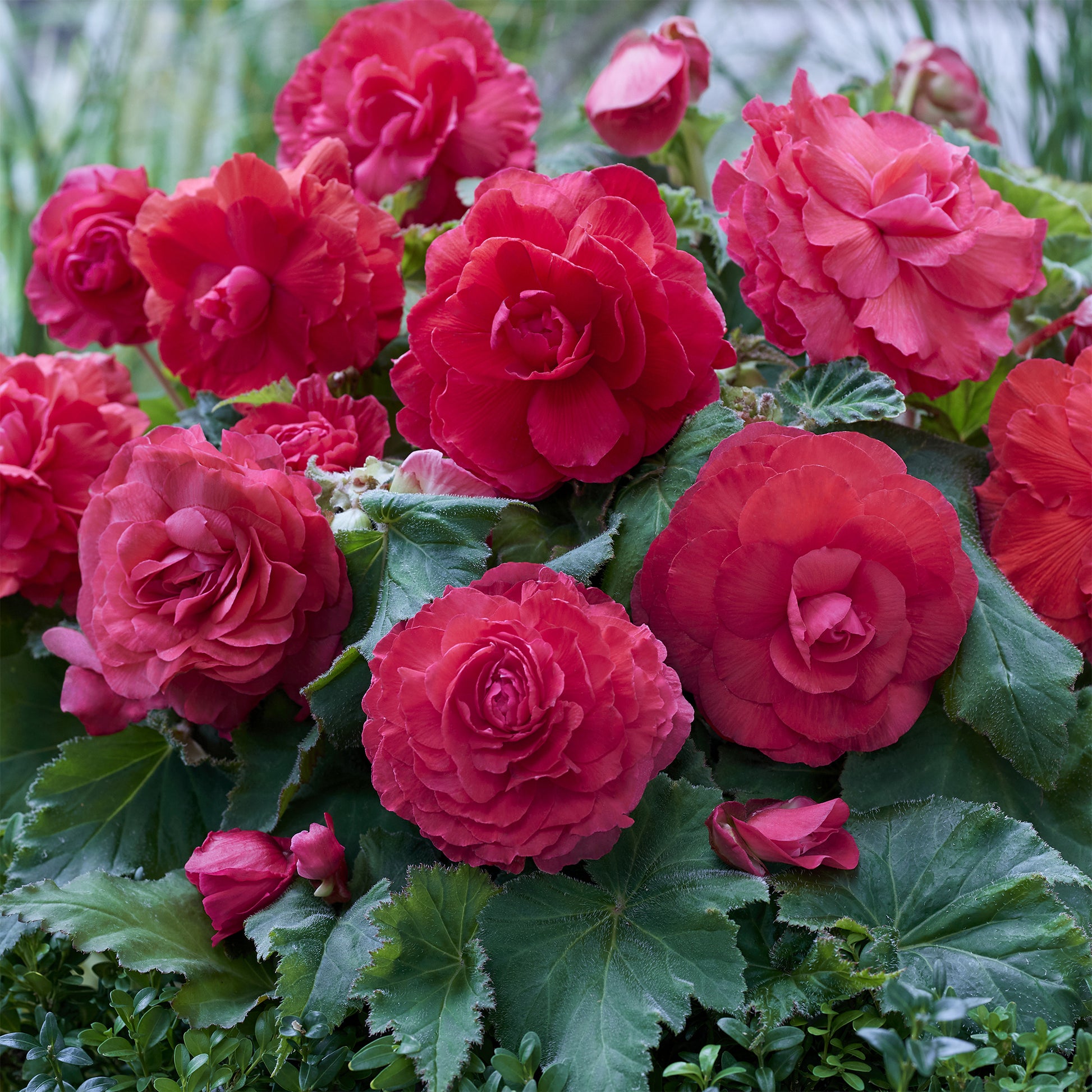 Gefüllte Begonie rosa (x5) - Bakker