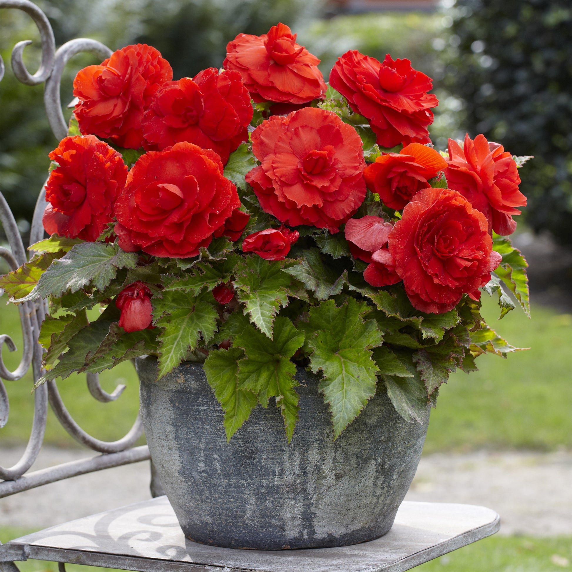 Gefüllte Begonie rot (x5) - Begonia superba Red - Bakker