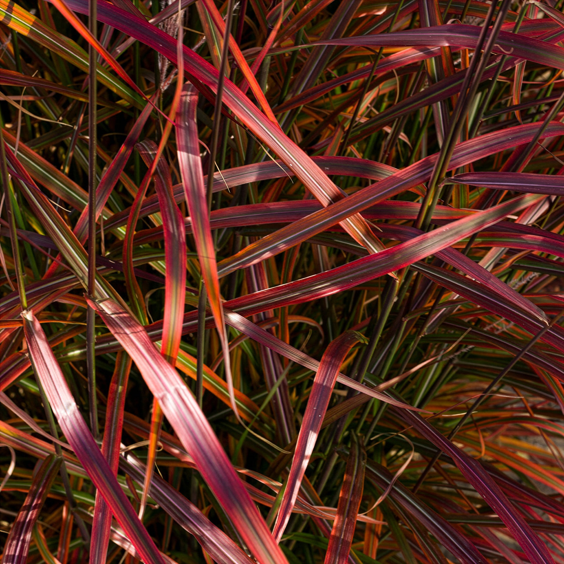 Chinaschilf Lady in Red - Miscanthus sinensis Lady in Red - Bakker