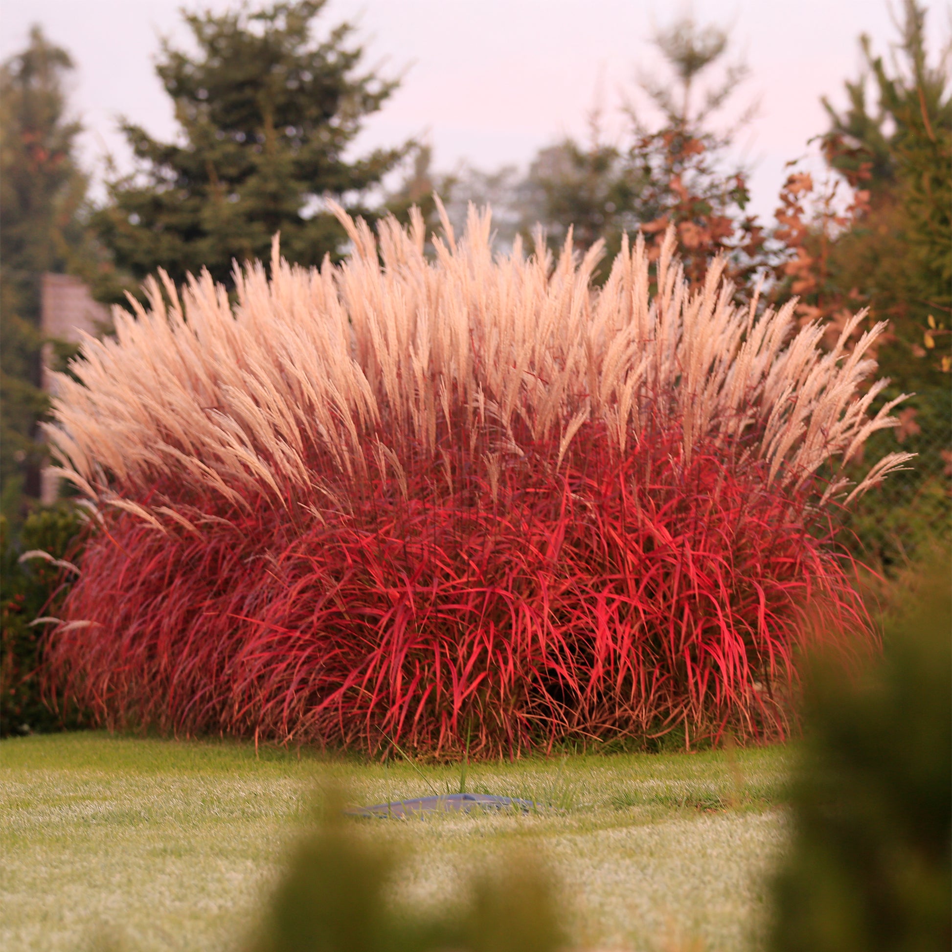 Miscanthus sinensis Lady in Red - Chinaschilf Lady in Red - Miscanthus