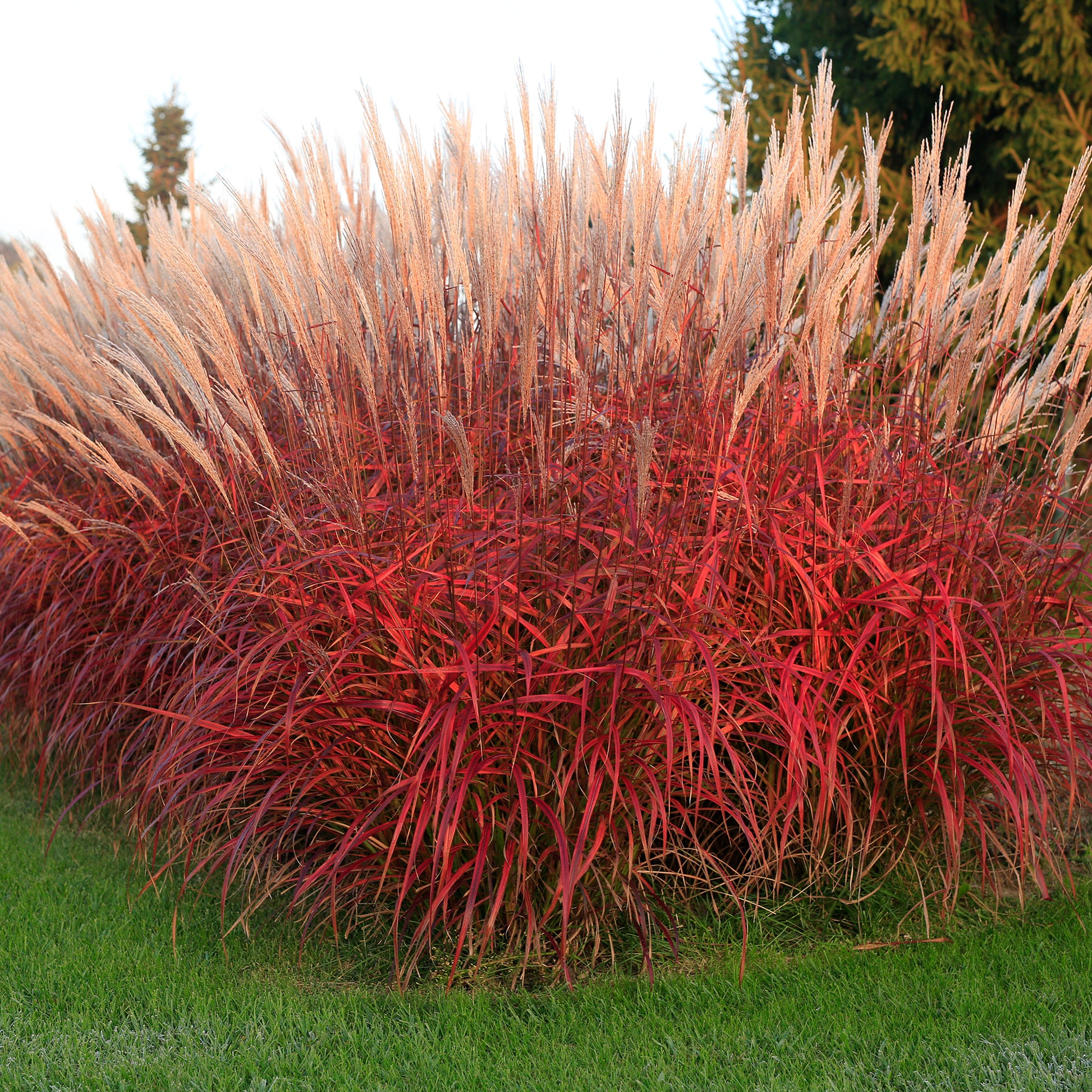 Verkauf Chinaschilf Lady in Red - Miscanthus sinensis Lady in Red