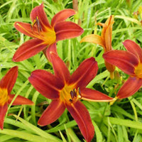 Verkauf Sommerblumenbeet – Staudenmix (18 Pflanzen) - Akanthus