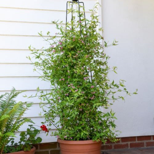 Duftjasmin 'Starry Summer Scent' - Bakker