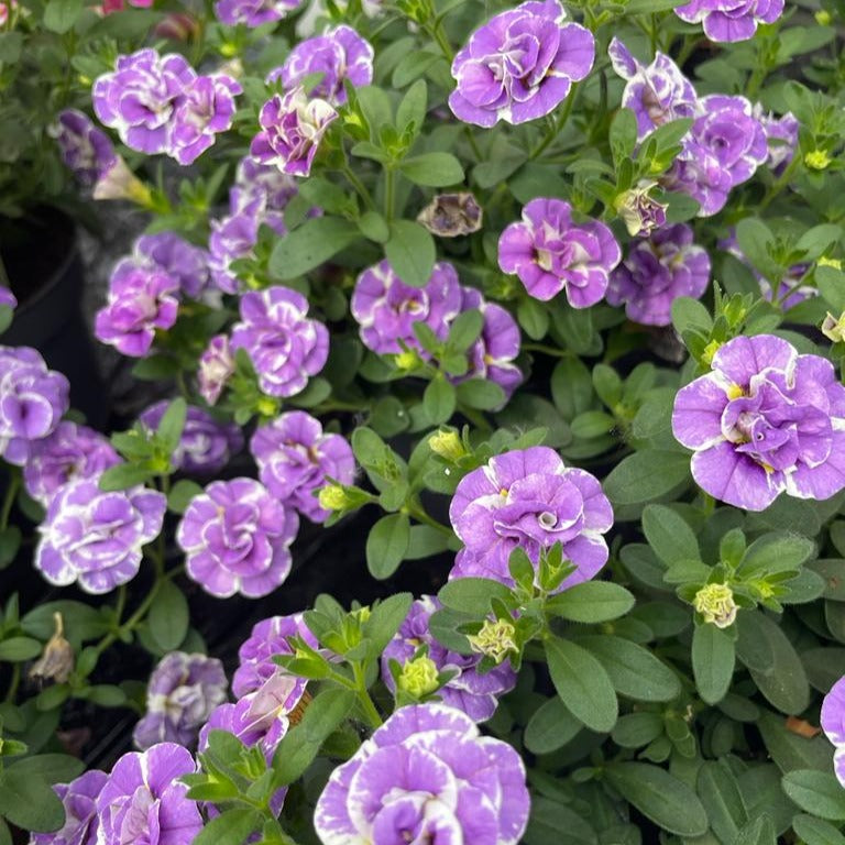 Zauberglöckchen ‘Double Loopy Lavender’ (x3) - Bakker