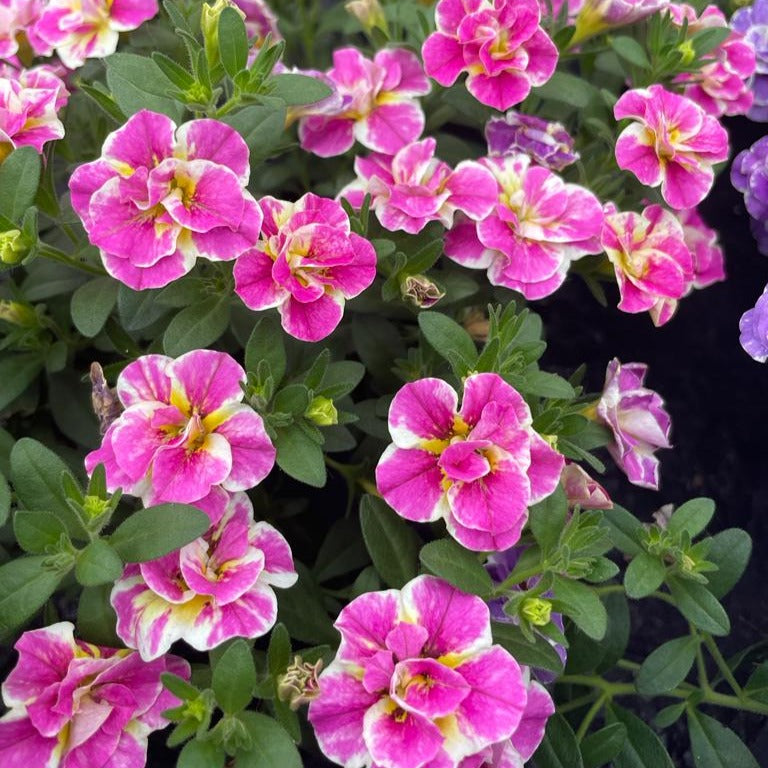 Zauberglöckchen ‘Double Loopy Pink’ (x3) - Calibrachoa Double Loopy Pink - Bakker