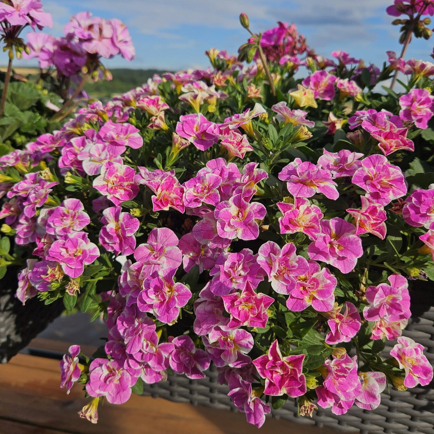 Zauberglöckchen ‘Double Loopy Pink’ (x3) - Bakker