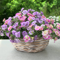 Zauberglöckchen Kollektion ‘Double Loopy’ (x6) - Calibrachoa Double Loopy Lavender + Pink - Bakker