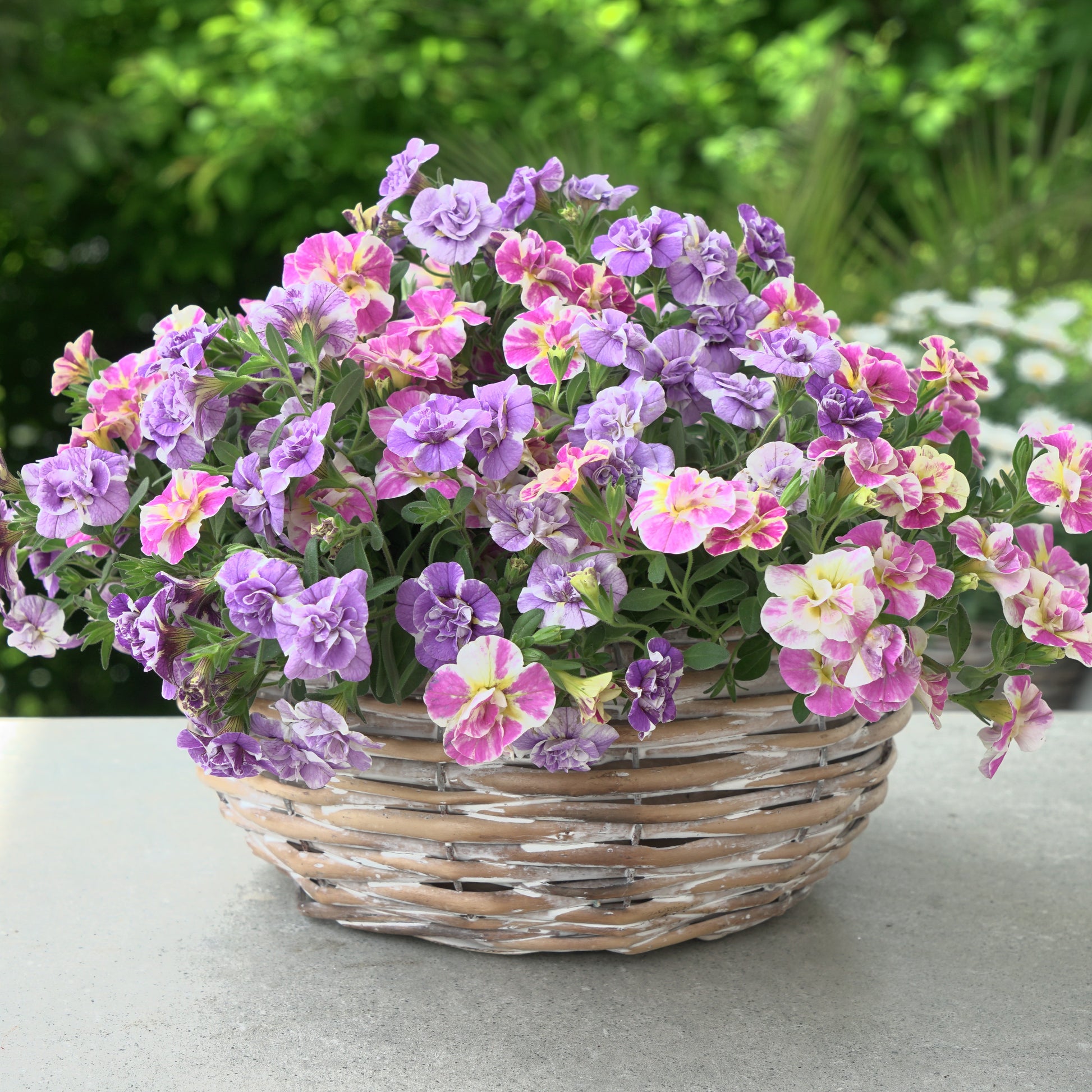 Zauberglöckchen Kollektion ‘Double Loopy’ (x6) - Calibrachoa Double Loopy Lavender + Pink - Bakker