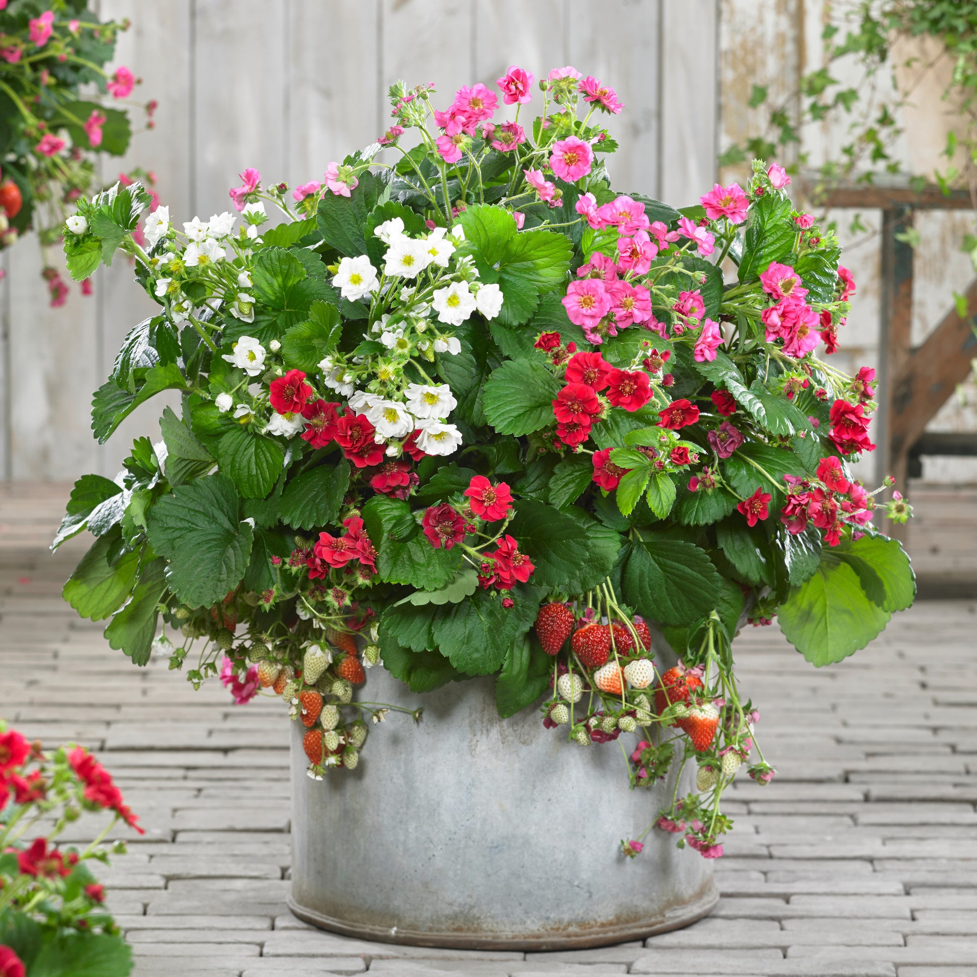 Erdbeeren ‘Summer Breeze’ Mischung (x3) - Fragaria Summer Breeze (red, pink + white) - Bakker
