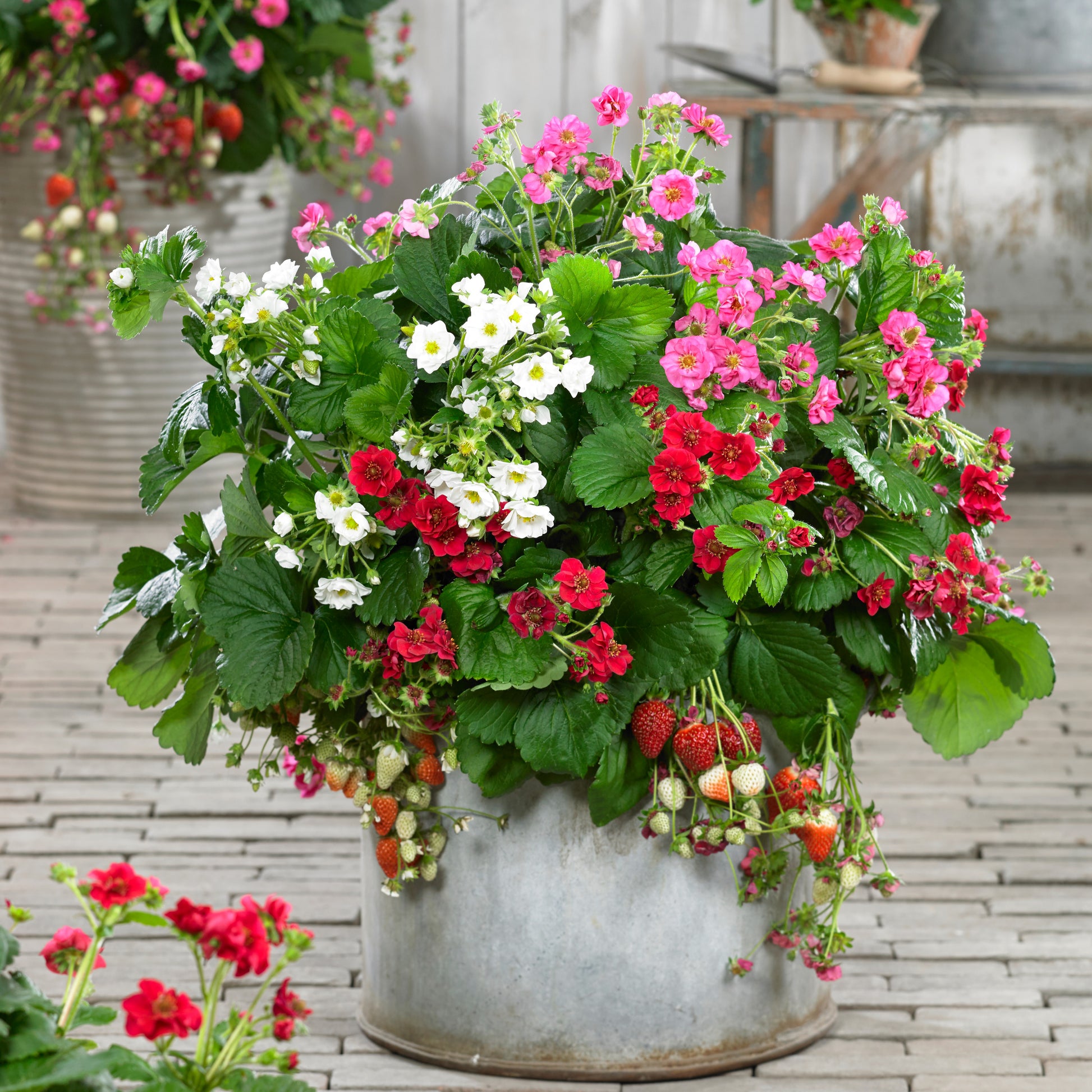 Erdbeeren ‘Summer Breeze’ Mischung (x3) - Bakker