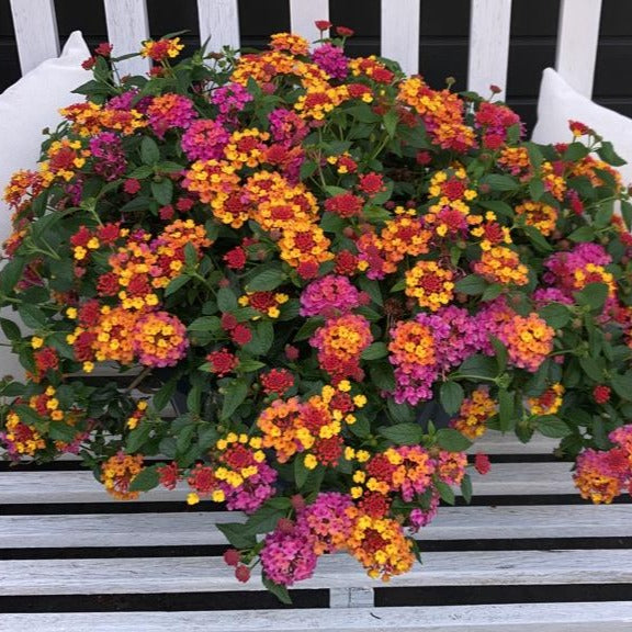 Verkauf Lantane 'Passionfruit' (x3) - Lantana Passionfruit