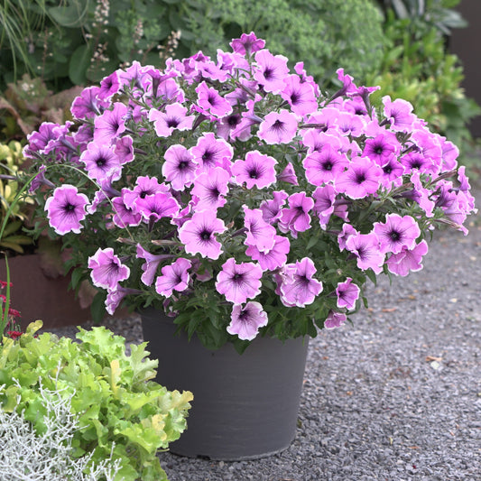 Petunie 'Famous Lavender Blush' (x3) - Bakker