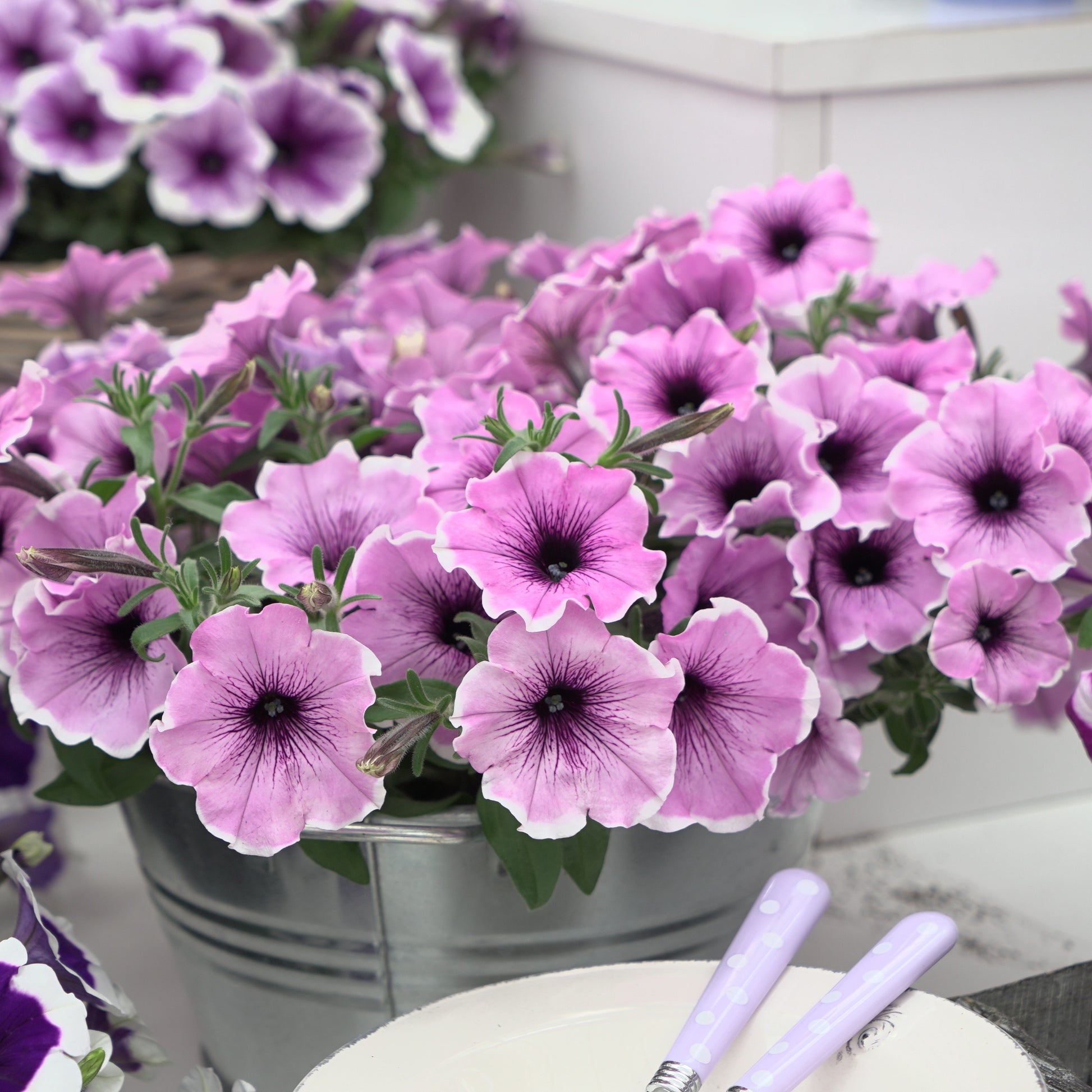 Petunie 'Famous Lavender Blush' (x3) - Petunia Famous Lavender Blush - Bakker