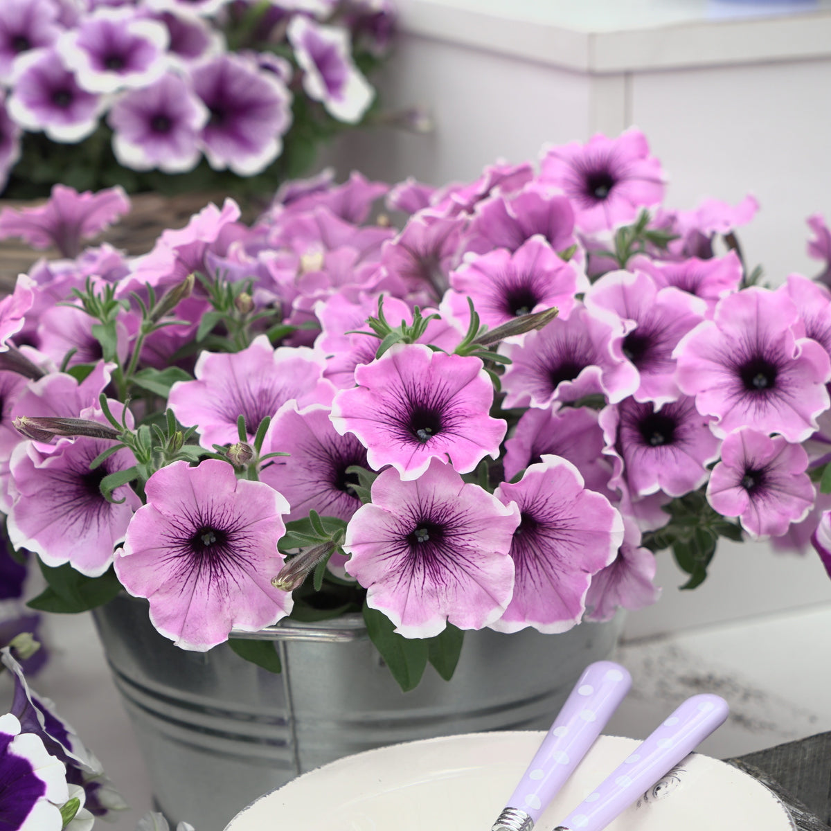 Petunie 'Famous Lavender Blush' (x3) - Petunia Famous Lavender Blush - Bakker
