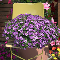 Calibrachoa hybride double Amethyst - Zauberglöckchen gefüllt Violett (x3) - Petunien und Calibrachoa