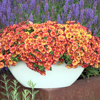Zauberglöckchen Orange (x3) - Calibrachoa hybride orange - Bakker