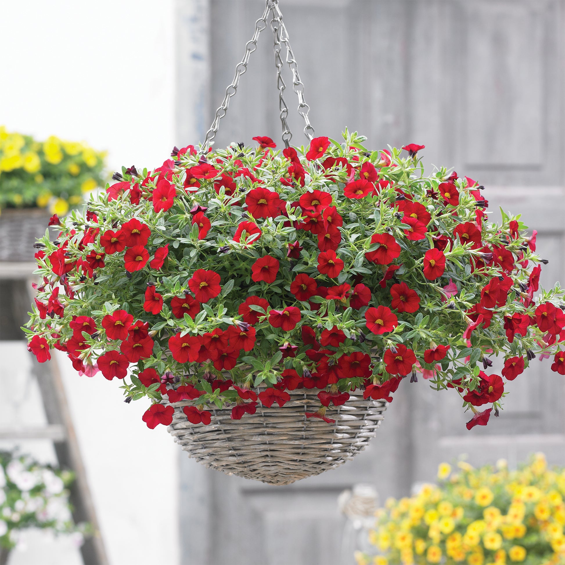 Zauberglöckchen rot - Bakker