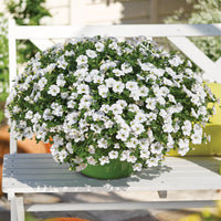 Zauberglöckchen weiß - Calibrachoa hybride white - Bakker