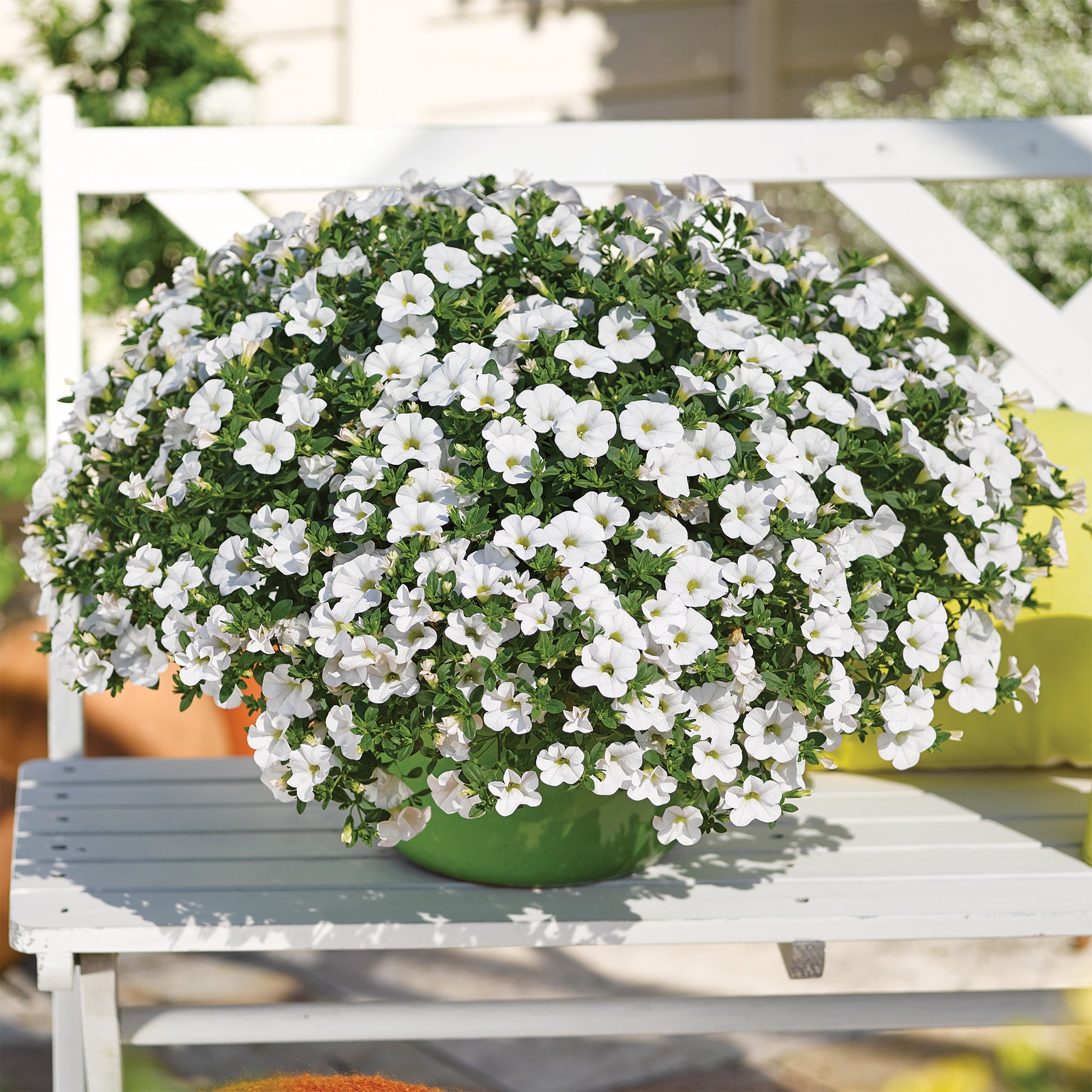 Zauberglöckchen weiß - Calibrachoa hybride white - Bakker