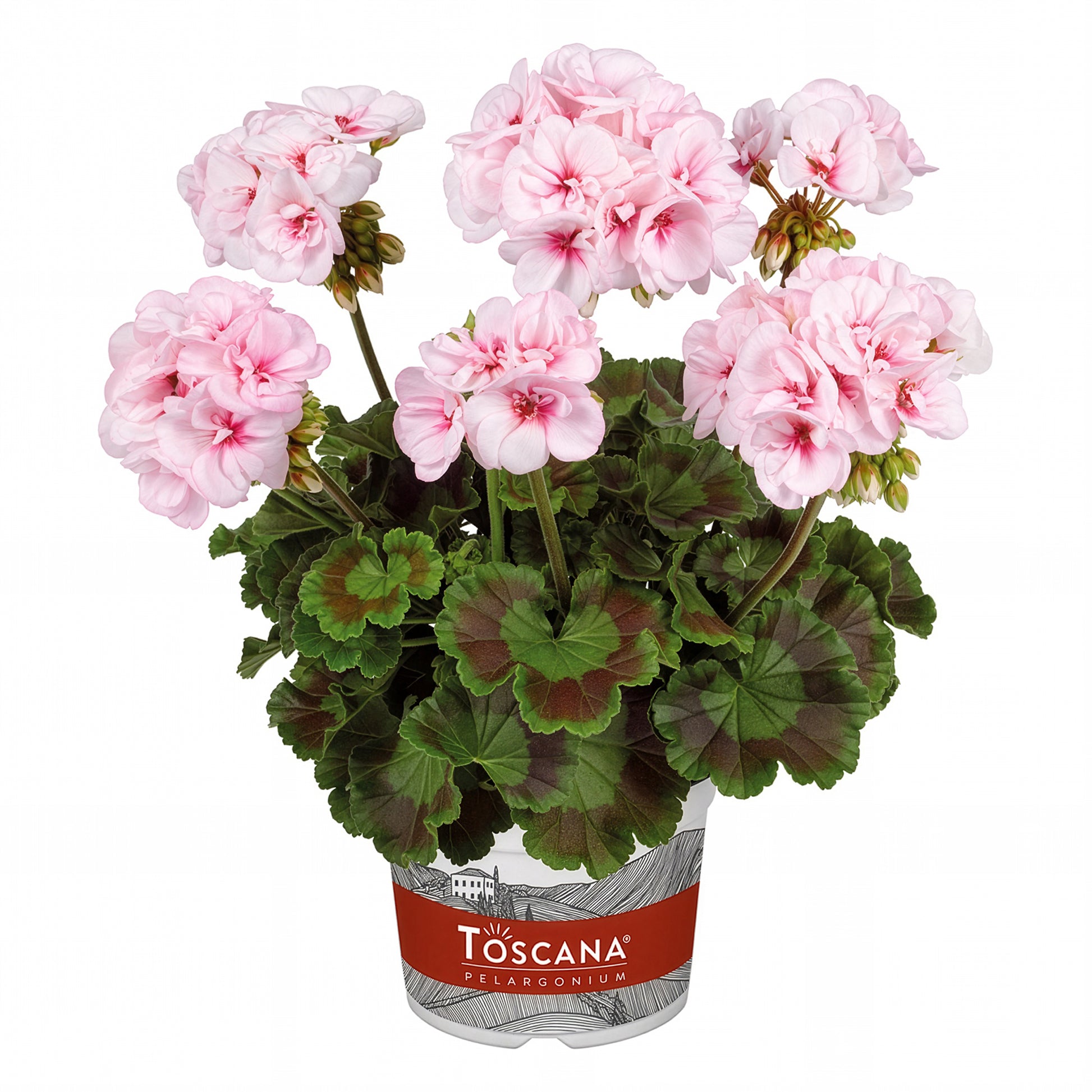 Geranien - Pelargonien - Zonal-Geranie Estelle - Pelargonium zonale Estelle