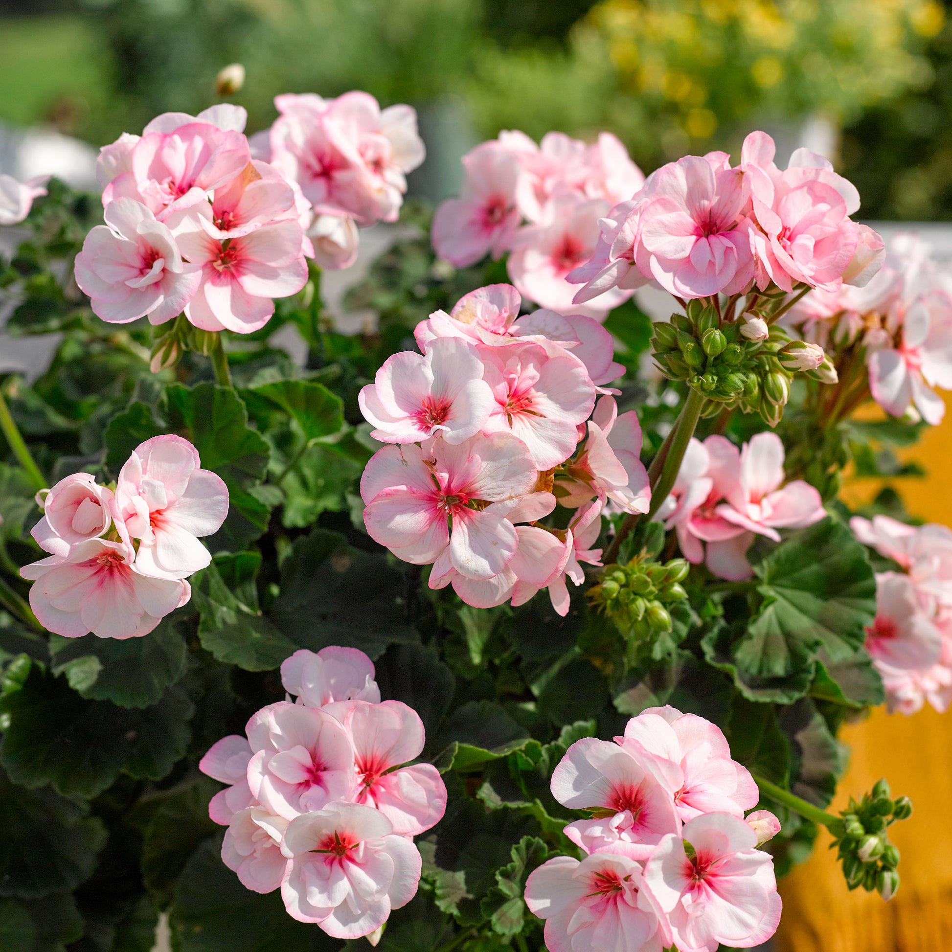Pelargonium zonale Estelle - Zonal-Geranie Estelle - Geranien - Pelargonien