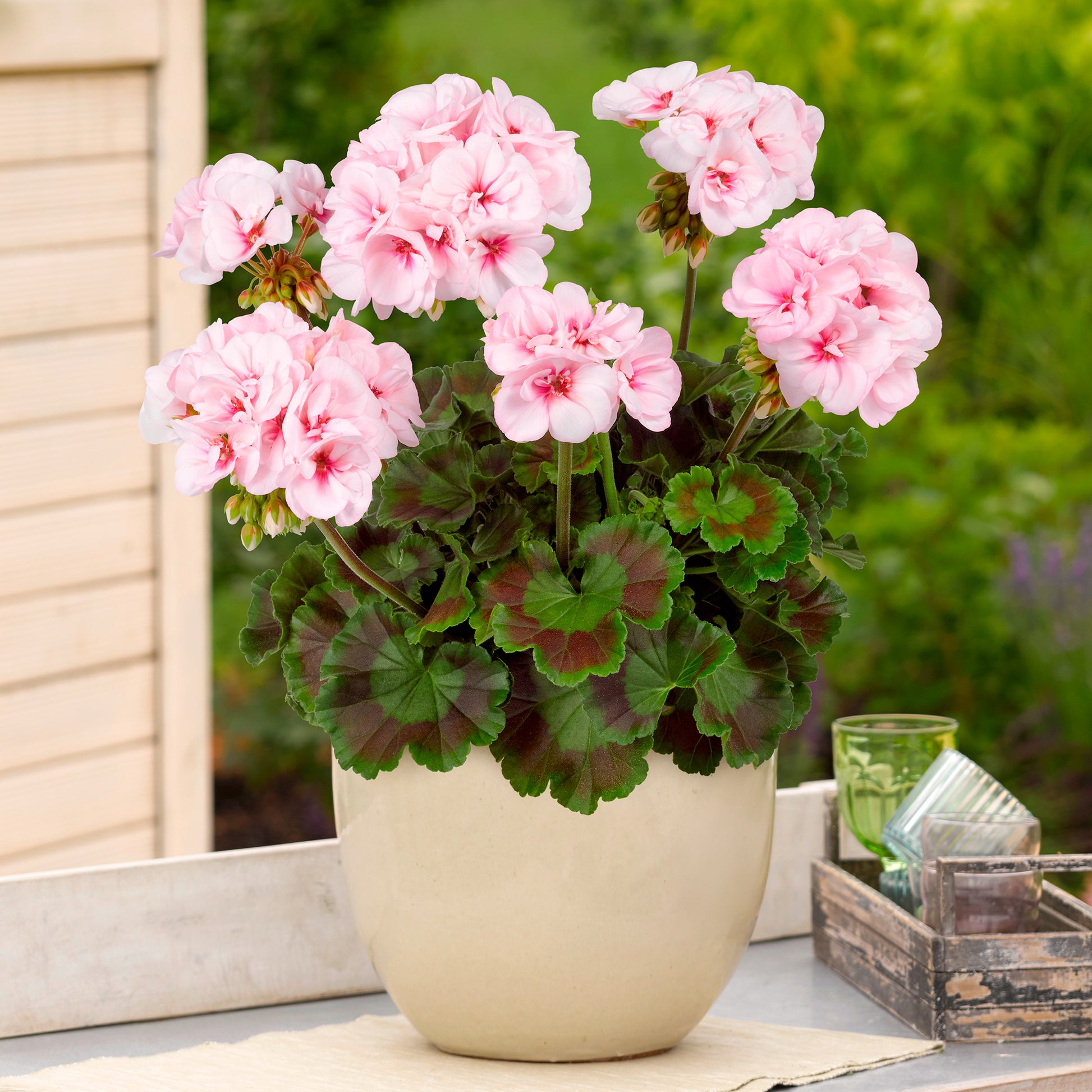 Zonal-Geranie Estelle - Pelargonium zonale Estelle - Bakker
