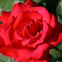 Rosa Grande Amore ® - Beetrose ‘Grande Amore®’ - Rosen