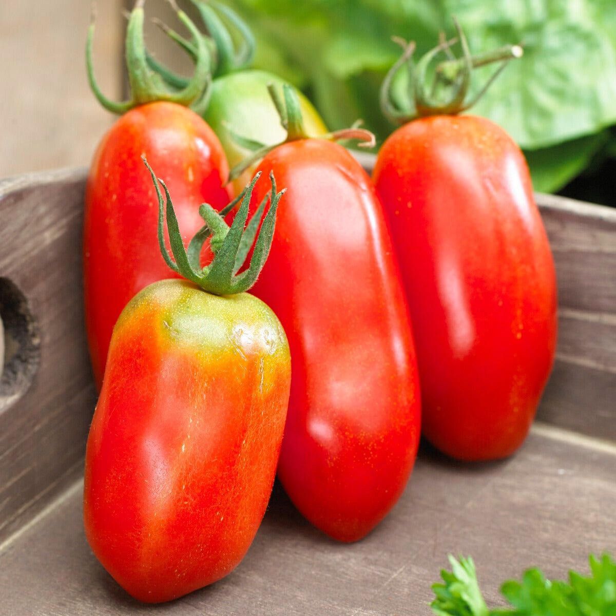 Tomate San Marzano 3 - Bakker
