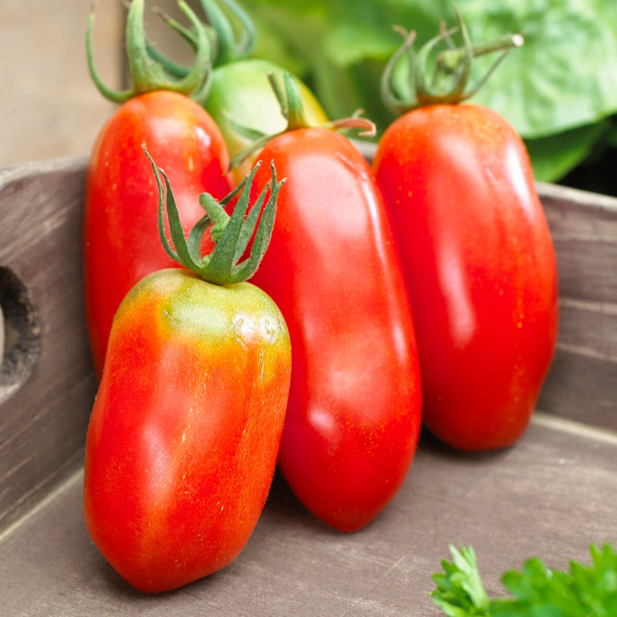 Collection 3 tomates savoureuses (coeur de boeuf, saint pierre, san m - Tomaten-Kollektion 'Savoureuse' - Samen für Tomaten