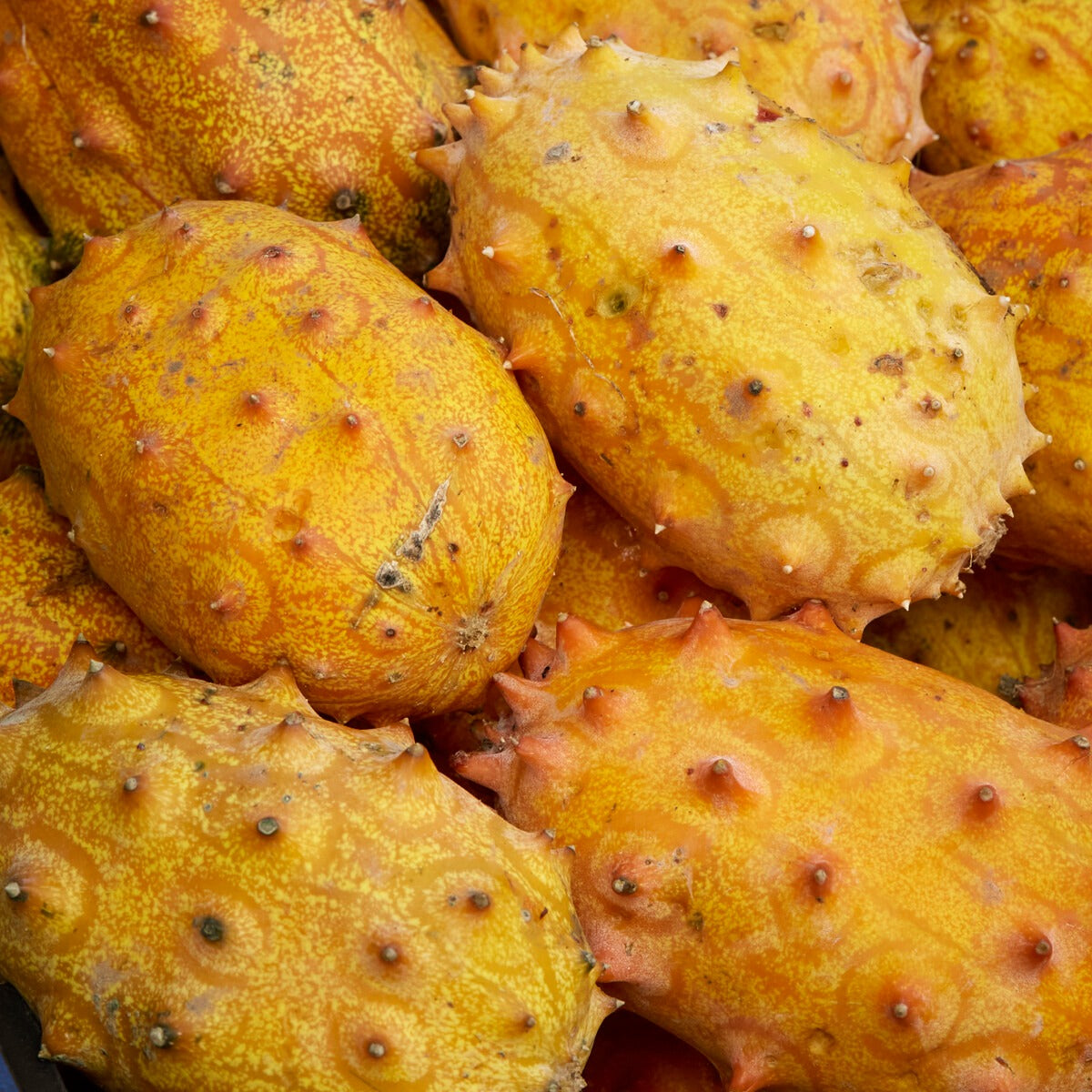 Kenia-Gurke (Metulon) - Cucumis metuliferus - Bakker