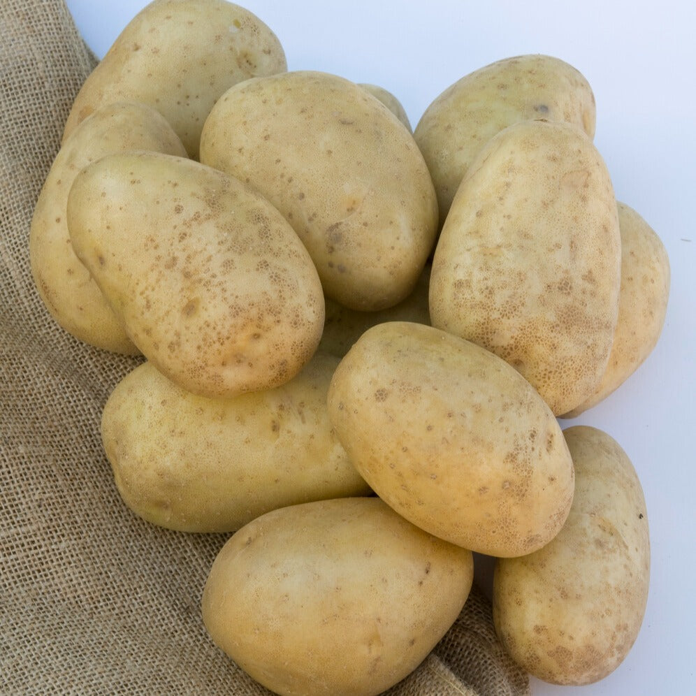 Kartoffel Mona Lisa - Solanum tuberosum mona lisa - Bakker