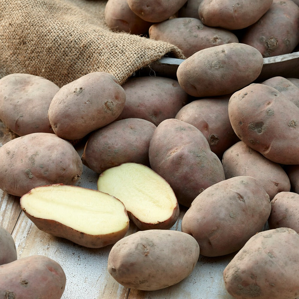 Kartoffel ‘Desirée’ - Solanum tuberosum désirée - Bakker