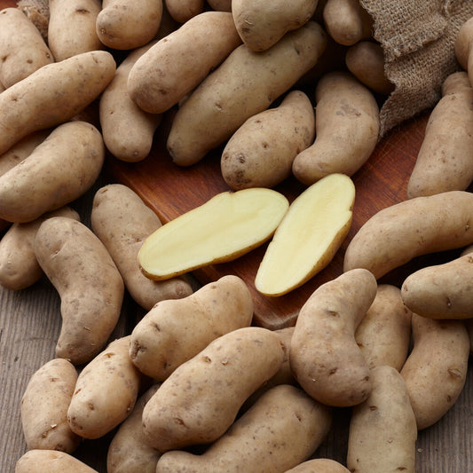 Kartoffeln ‘Ratte’ (x25) - Bakker