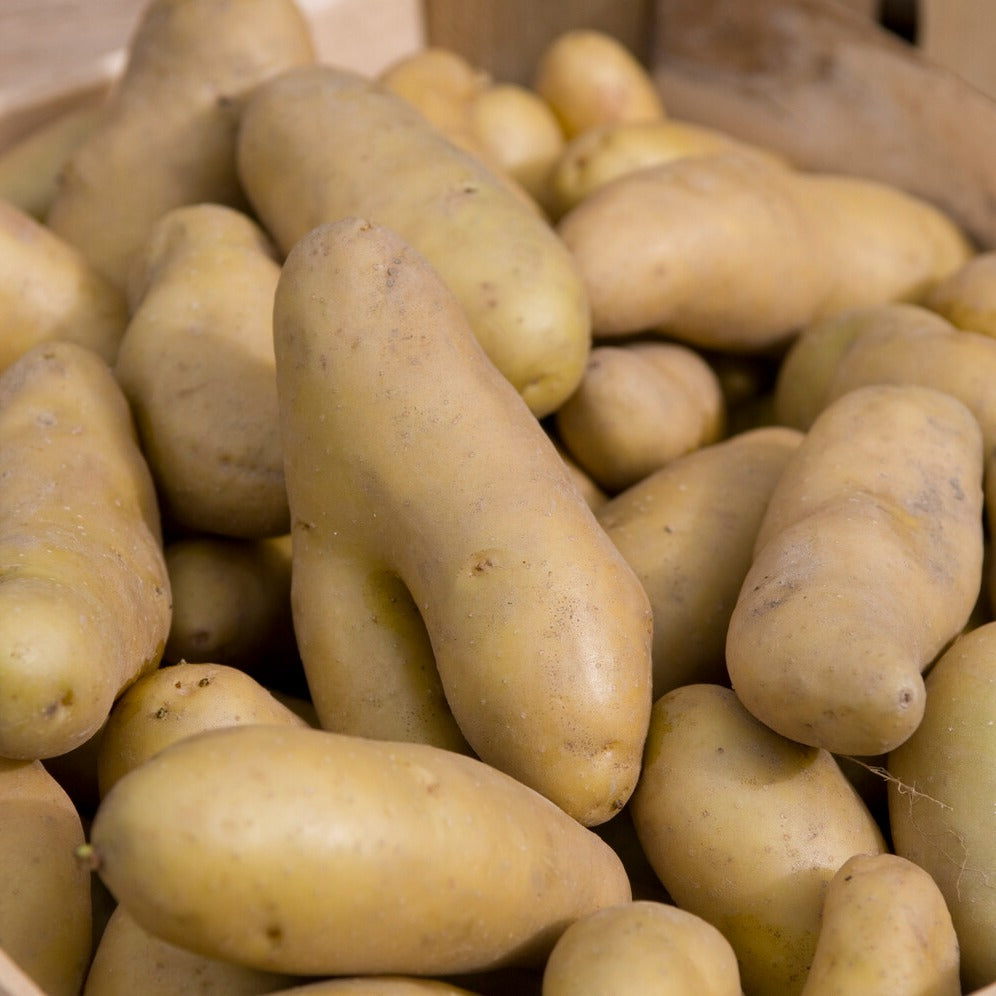Kartoffeln ‘Ratte’ (x25) - Solanum tuberosum ratte - Bakker